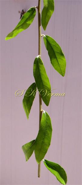  Leafy branch